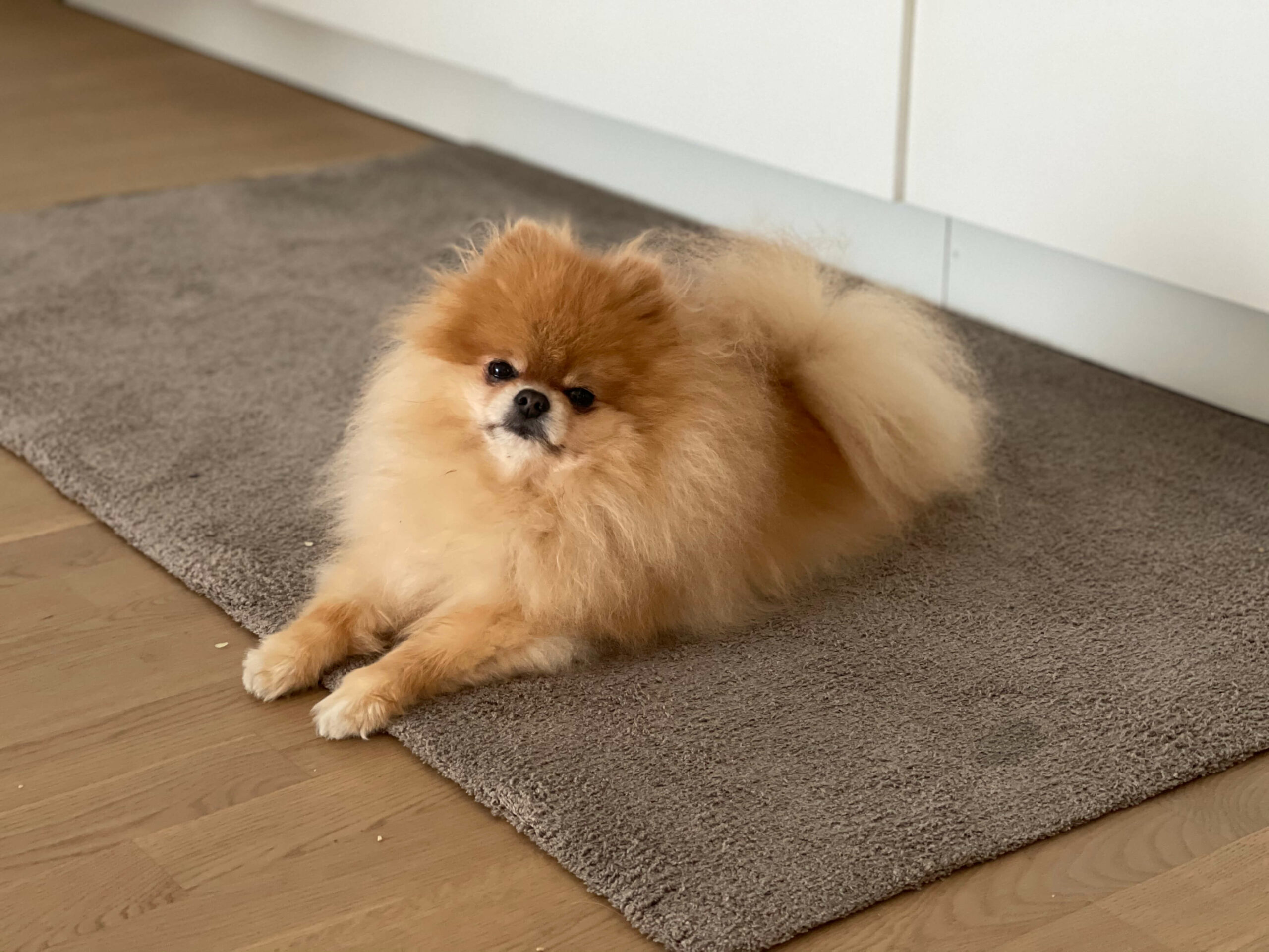 Galerie - Zwergspitz Pomeranian Welpen Aus Schweizer Zucht