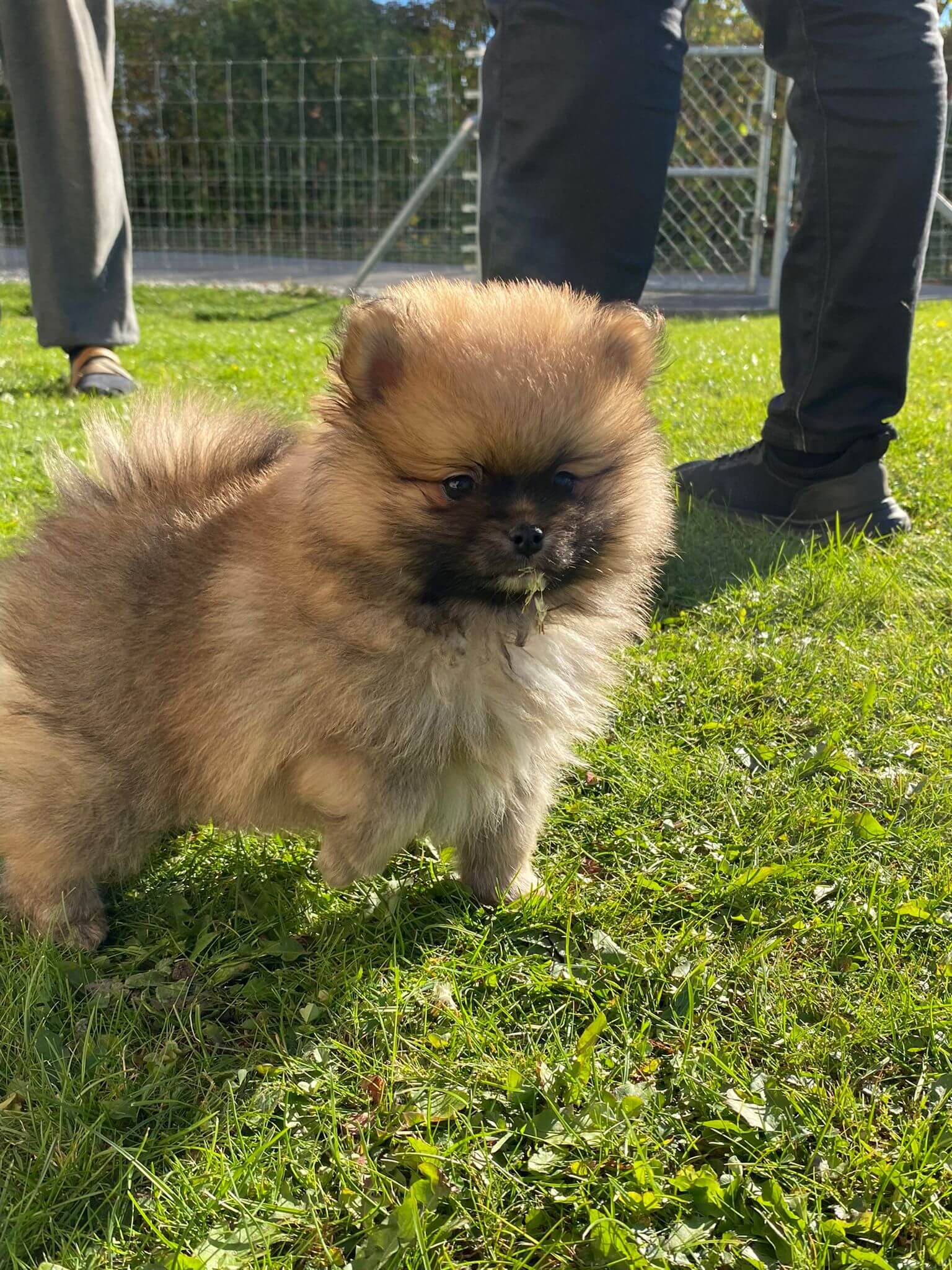 Home - Zwergspitz Pomeranian Welpen Aus Schweizer Zucht